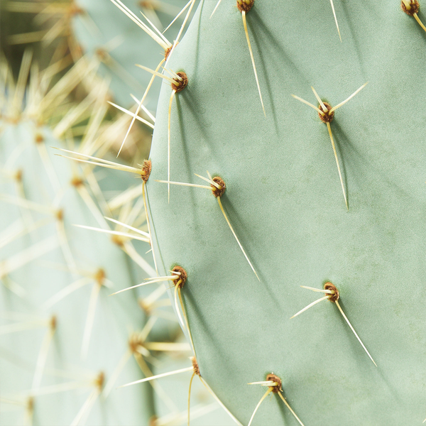 Skincare Benefits Of Cactus